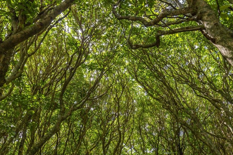 Photo of property in 161 Winara Avenue, Waikanae, 5036