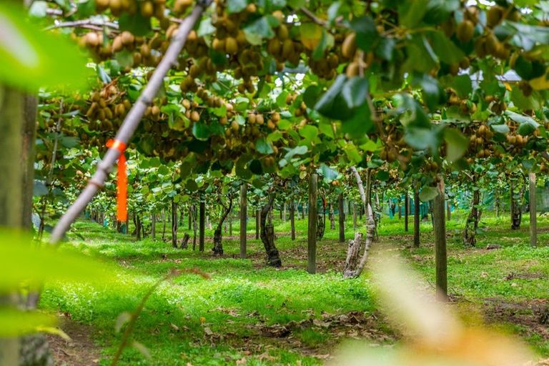 Photo of property in 866 No 2 Road, Te Ranga, Te Puke, 3182