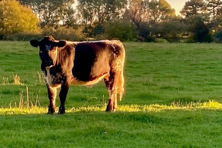 Photo of property in 87 Corbetts Road, Springston, Christchurch, 7677