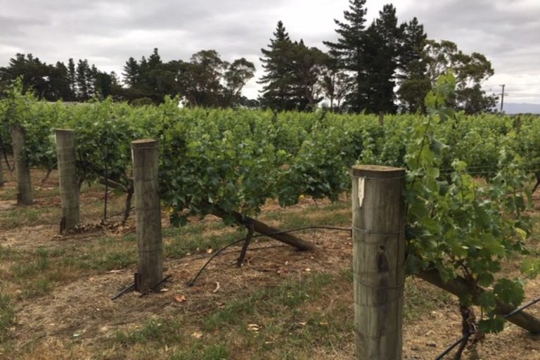 Photo of property in 1 Campbell Drive, Martinborough, 5711