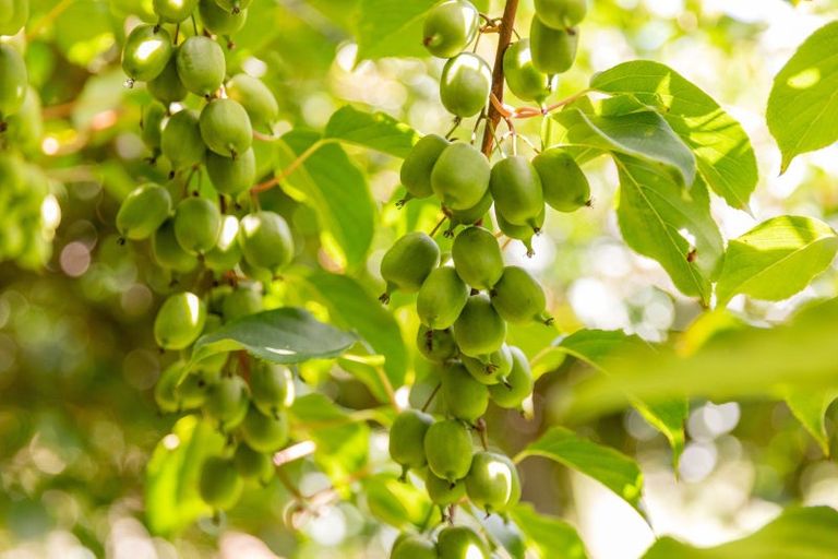 Photo of property in 827 No 1 Road, Te Ranga, Te Puke, 3182