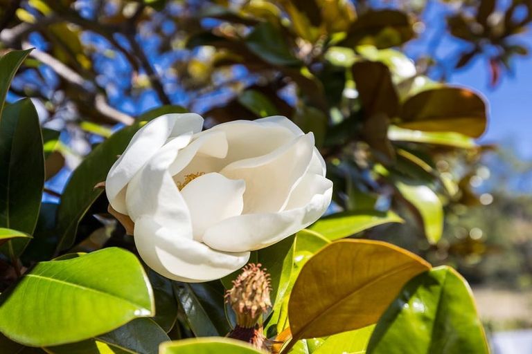 Photo of property in 8 Magnolia Lane, Mosgiel, 9024