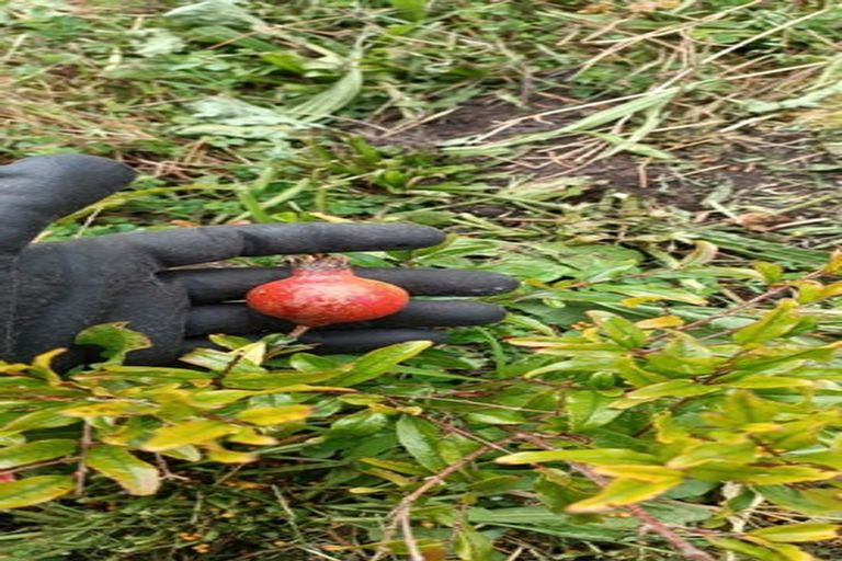 Photo of property in 49 Takahiwai Road, Ruakaka, 0171