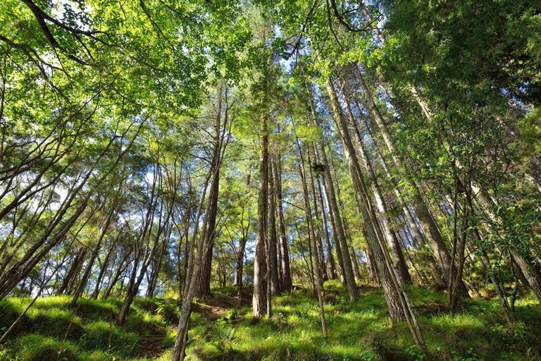 Photo of property in 208 Cave Road, Matokitoki, Gisborne, 4071