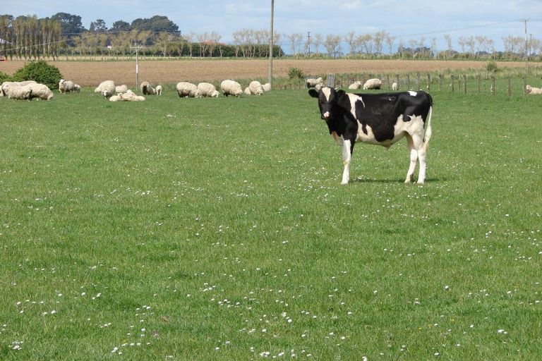 Photo of property in 653 Grove Bush Woodlands Road, Grove Bush, Invercargill, 9872