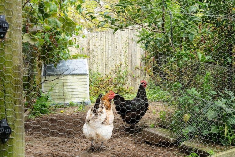 Photo of property in 151 Kokopu Block Road, Maungatapere, Whangarei, 0179