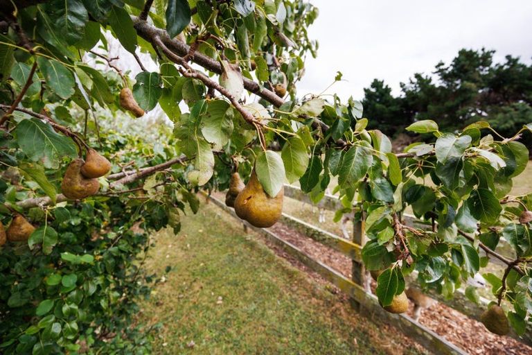Photo of property in 179 Watershed Road, Bunnythorpe, Palmerston North, 4470