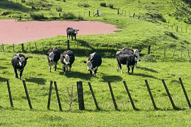 Photo of property in 102 Ormond Valley Road, Ormond, Gisborne, 4071