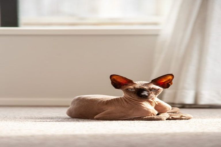 Photo of property in 28 Hinerangi Crescent, Matamata, 3400