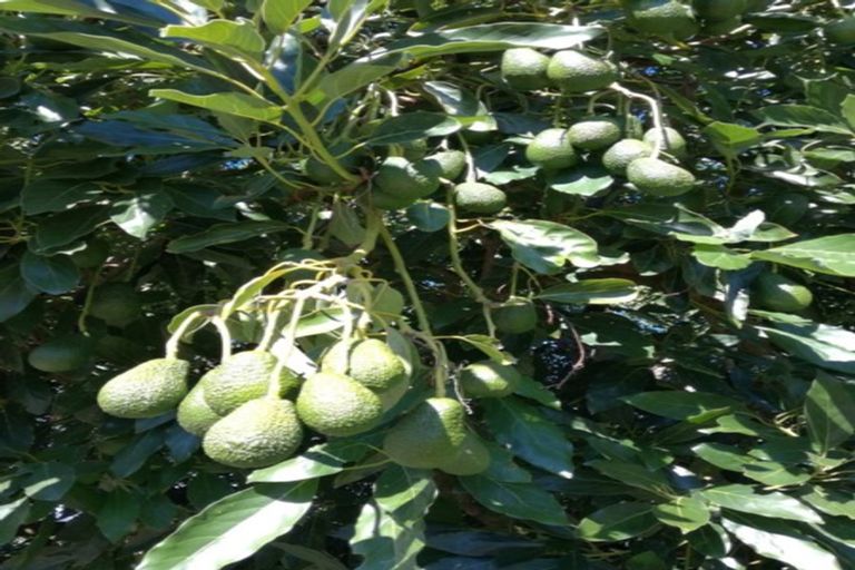 Photo of property in 6a Woodland Road, Tahawai, Katikati, 3170