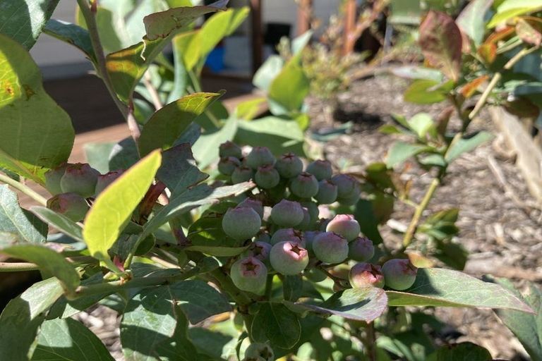 Photo of property in 127 Paramount Parade, Tikipunga, Whangarei, 0112