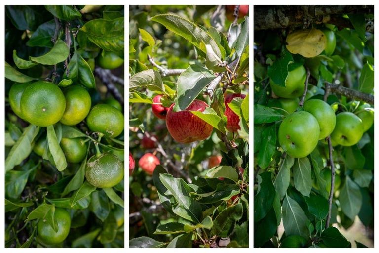 Photo of property in 44 Sapphire Drive, Hairini, Tauranga, 3112