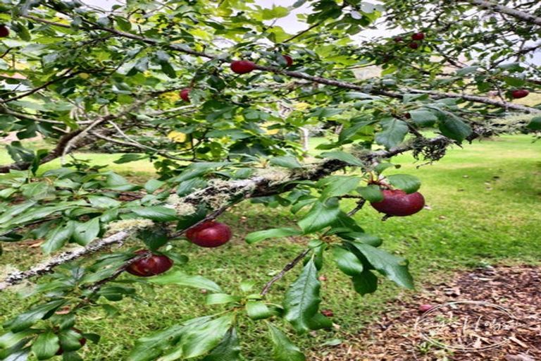 Photo of property in 46 Whakapirau Road, Maungaturoto, 0583