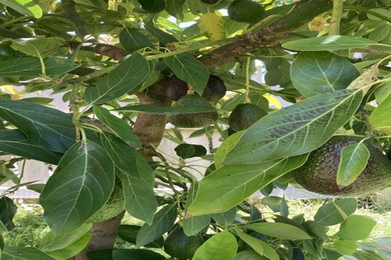 Photo of property in 127 Paramount Parade, Tikipunga, Whangarei, 0112