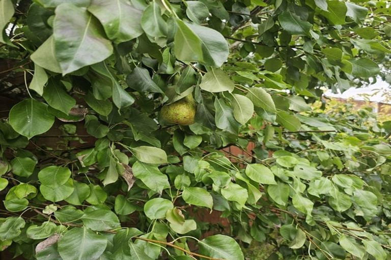 Photo of property in 70 Carrington Avenue, Silverdale, Hamilton, 3216