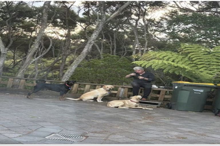 Photo of property in 341 Upper Harbour Drive, Greenhithe, Auckland, 0632