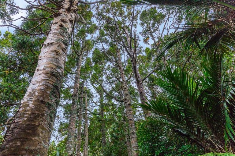 Photo of property in 338 Huia Road, Titirangi, Auckland, 0604