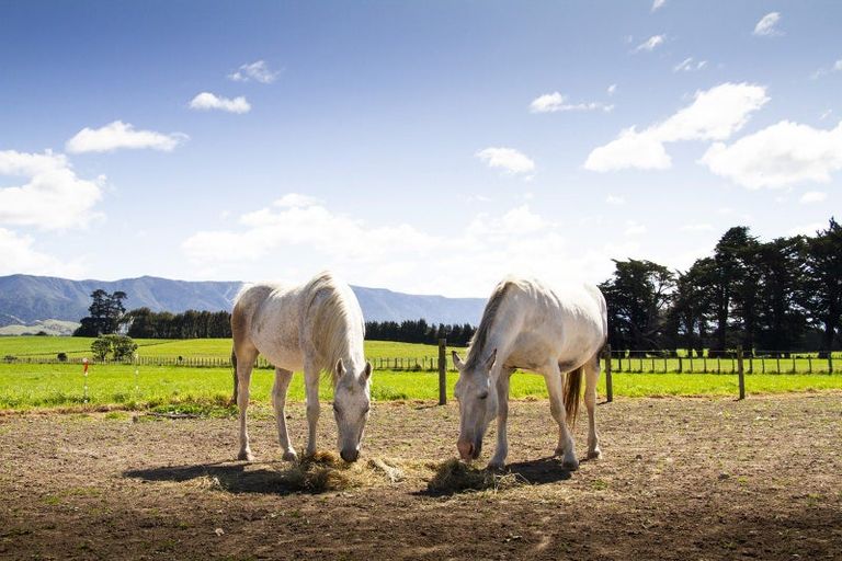 Photo of property in 490 Maharahara Road, Dannevirke, 4972