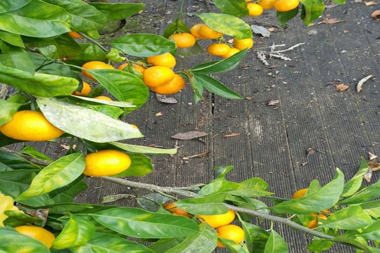 Photo of property in 9 Fowlers Avenue, Frankton, Hamilton, 3204