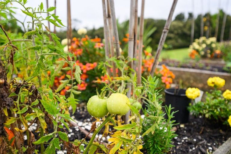 Photo of property in 114 Pigs Head Road, Whakapara, Hikurangi, 0184