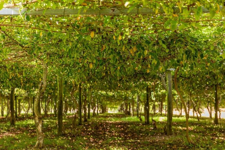 Photo of property in 827 No 1 Road, Te Ranga, Te Puke, 3182