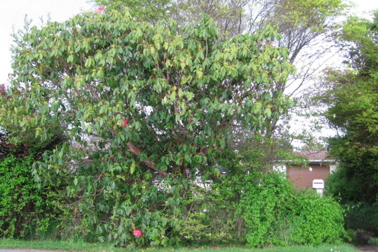 Photo of property in 49 Ranginui Street, Ngongotaha, Rotorua, 3010