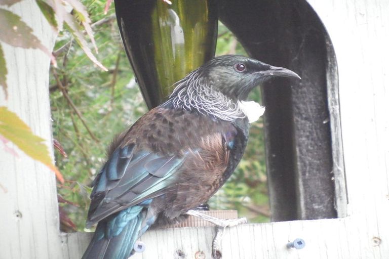 Photo of property in 72 Glenelg Street, Bradford, Dunedin, 9011