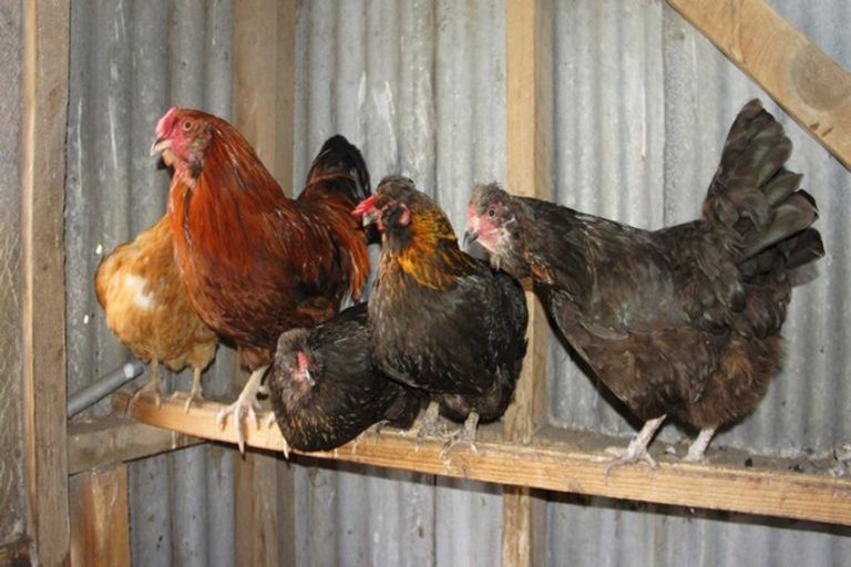 Photo of property in 150 Owaka Valley Road, Owaka, 9586