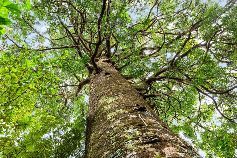 Photo of property in 59 Opanuku Road, Henderson Valley, Auckland, 0612