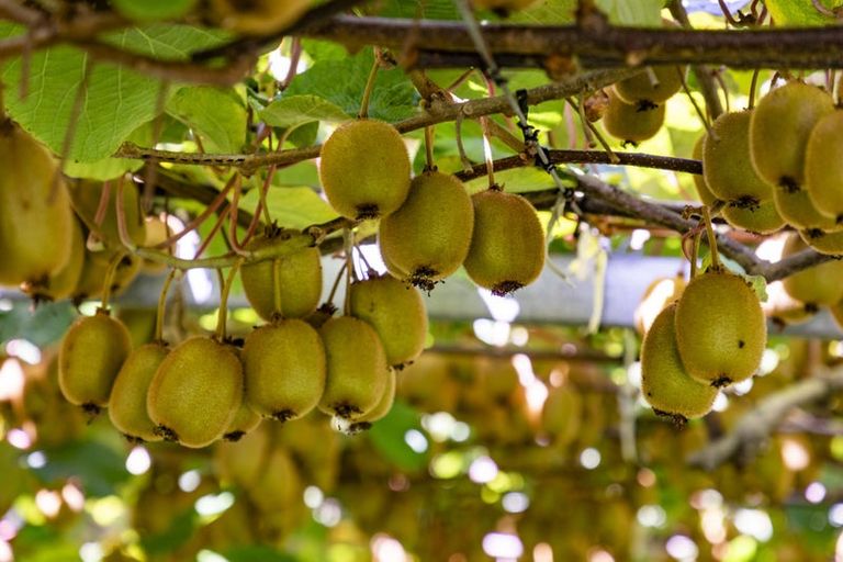 Photo of property in 250 Taurangaruru Road, Karioitahi, Waiuku, 2683