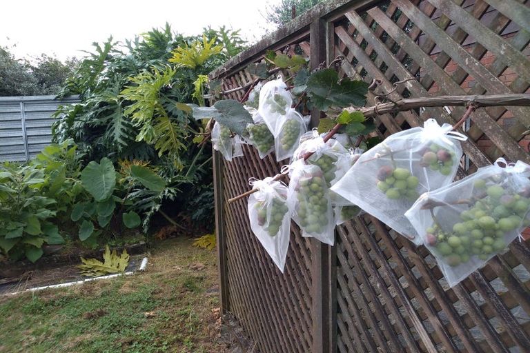 Photo of property in 10 Citation Way, Botany Downs, Auckland, 2010