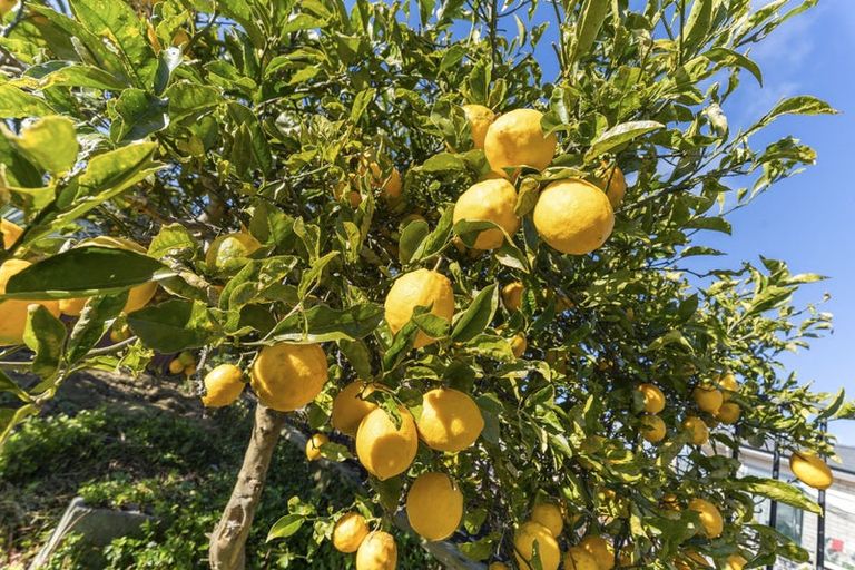 Photo of property in 19 Konini Street, Inglewood, 4330