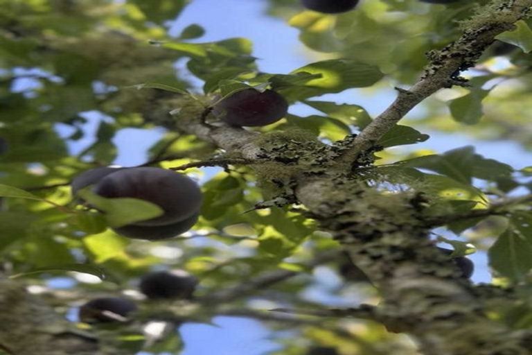 Photo of property in 3 Cambridge Road, Riverhead, 0820