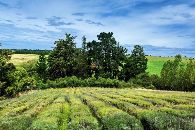 Photo of property in 306 Downs Road, Geraldine Downs, Geraldine, 7991