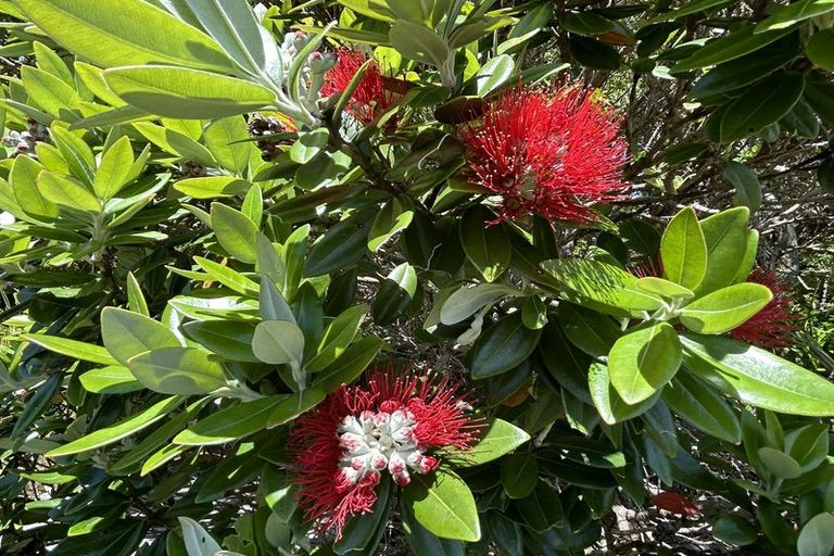 Photo of property in 56 Totara Avenue, Collingwood, 7073