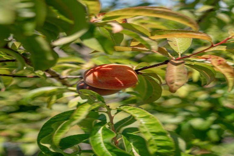 Photo of property in 94 Appenzell Drive, Whakatane, 3120