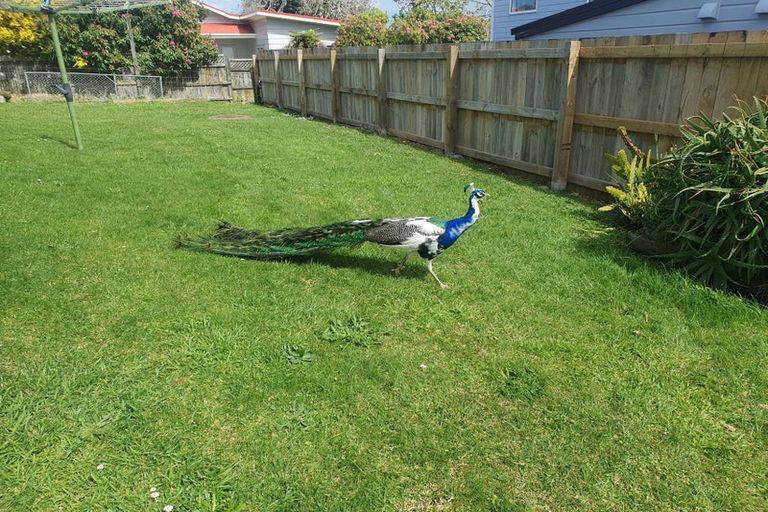 Photo of property in 3 Wallace Road, Ranui, Auckland, 0612