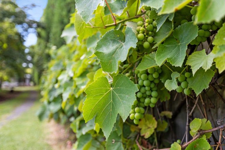 Photo of property in 532a State Highway 2, Minden, Tauranga, 3176