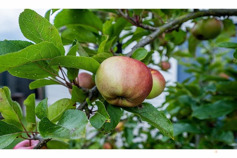 Photo of property in 4 Rugby Street, Highfield, Timaru, 7910