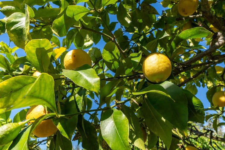 Photo of property in 12 Lionel Place, Mapua, 7005