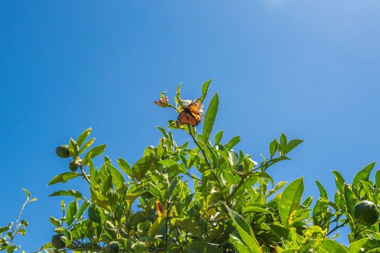 Photo of property in 28 Mahoe Street, Levin, 5510