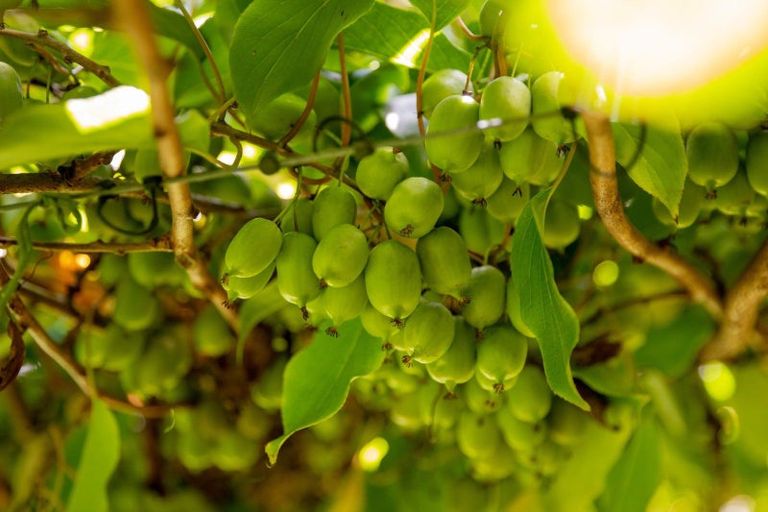 Photo of property in 827 No 1 Road, Te Ranga, Te Puke, 3182