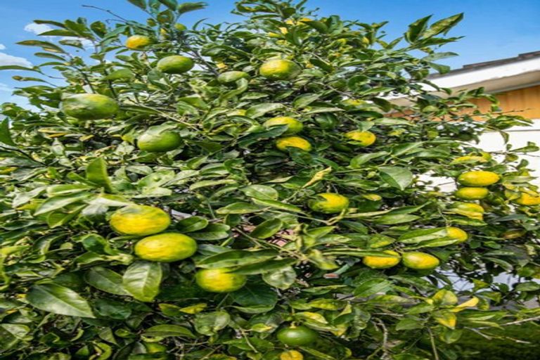 Photo of property in 5/31 Bowater Place, Manurewa, Auckland, 2102