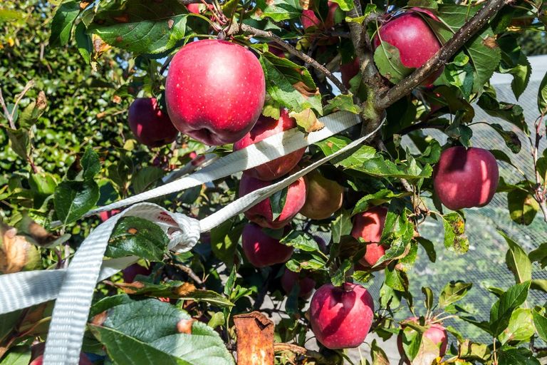 Photo of property in 7 Opuha Street East, Orari, Geraldine, 7992