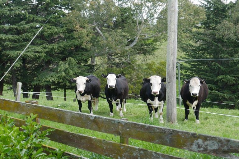 Photo of property in 513 Whakapirau Road, Maraekakaho, Hastings, 4174