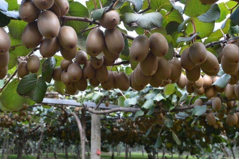 Photo of property in 35 Poplar Lane, Kerikeri, 0293