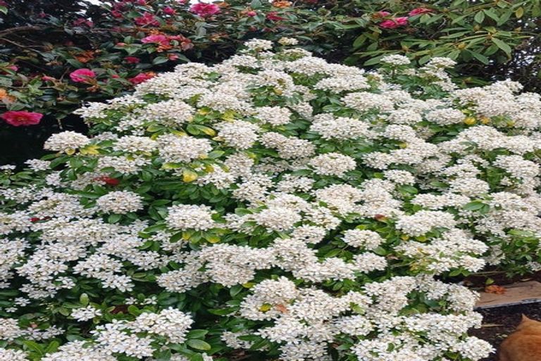 Photo of property in 6534 Matawai Road, Matawai, 4075