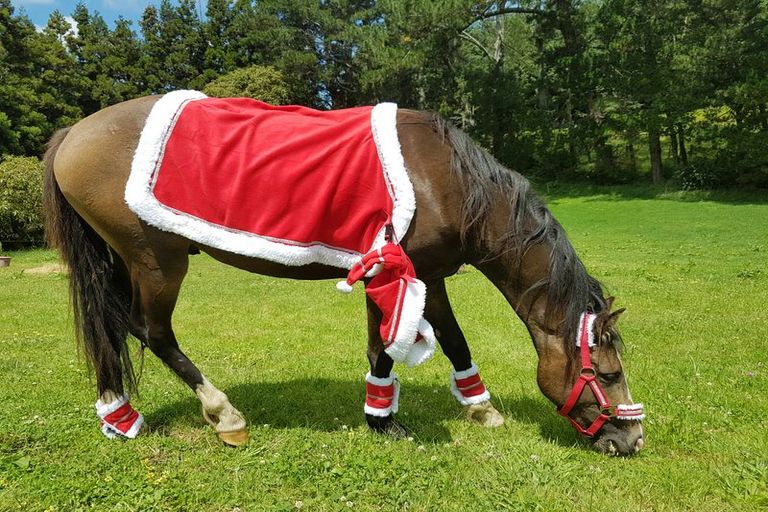 Photo of property in 289 Wright Road, Aongatete, Katikati, 3181