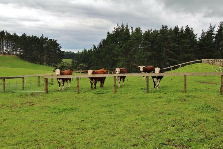 Photo of property in 290 Hunter Road, Patumahoe, Pukekohe, 2679