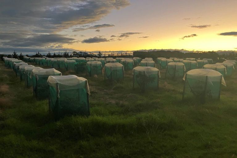 Photo of property in 1030a Thornton Road, Matata, Whakatane, 3194